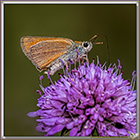 Sylvaine (Heperidae)